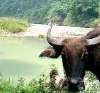 Water buffalo