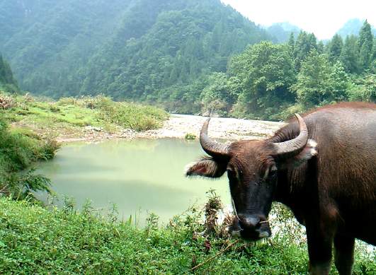 Water buffalo